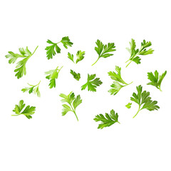 fresh coriander leaves over white background