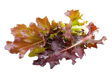 Wall Mural - Fresh lettuce sits atop a clean white surface, ready for use or decoration