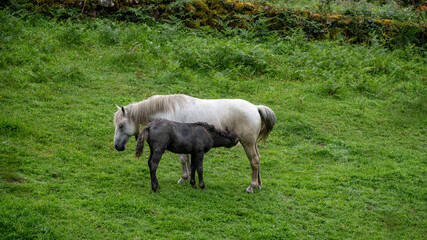 black foal suckling from white mare