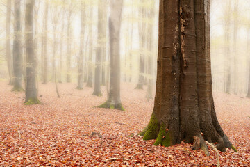 Environment, leaves and trees of nature in autumn for conservation, ecology or sustainability. Background, green and wallpaper with orange forest in fall for eco friendly scenery, growth or season