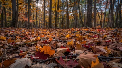 Canvas Print - Autumn Leaves in the Forest