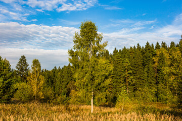 natural landscape with coniferous forest against blue sky