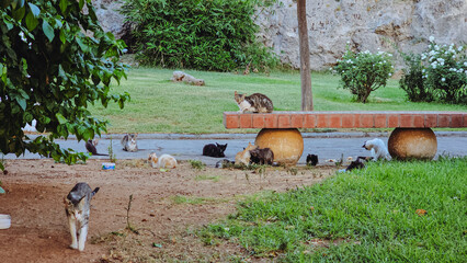 view of a group of street cats in a public park in the city of Tetouan, Morocco