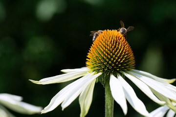 close-up of a coneflower, a white flower on which two bees are searching for pollen. the background 