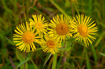 Aufkleber - Medicinal plant elecampane.  Belongs to the genus of perennial plants of the Asteraceae family. Grows in Europe, Asia and Africa. Used for gastritis, stomach ulcers, pulmonary tuberculosis, goiter...