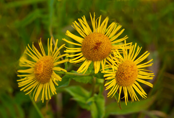 Fototapete - Medicinal plant elecampane.  Belongs to the genus of perennial plants of the Asteraceae family. Grows in Europe, Asia and Africa. Used for gastritis, stomach ulcers, pulmonary tuberculosis, goiter...
