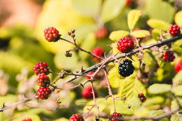 Close-up of ripe and unripe blackberries on branches with green leaves. The blackberries are fresh and vibrant. Selective focus, close up.