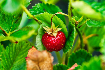 Ripe Strawberry Among Green Leaves