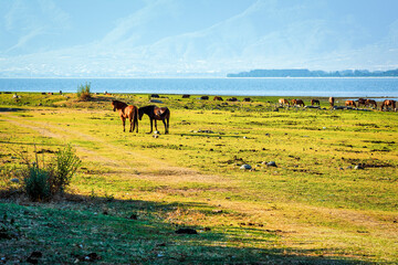 Wall Mural - Horses grazing by the shore of Lake Kerkini, Greece