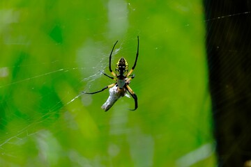spider on the web