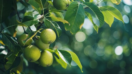 Wall Mural - Lush green fruits cluster together on a tree branch, surrounded by vibrant foliage, bathed in gentle sunlight for a tranquil garden atmosphere.