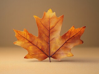 A vivid Canadian maple leaf displaying rich autumn colors placed against a plain background, highlighting the leaf’s intricate textures and evoking a cozy seasonal feeling.