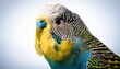 © Wonderful Life  - blue and yellow budgie