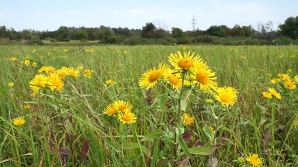 Fototapete - Medicinal plant elecampane.
Belongs to the genus of perennial plants of the Asteraceae family. Used for gastritis, stomach ulcers, pulmonary tuberculosis, goiter, nervous and heart diseases.
