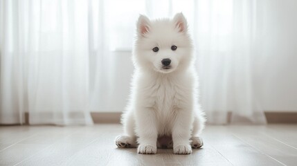 Poster -   Small white dog on hardwood floor near window with white curtain