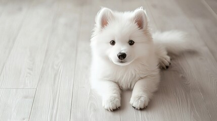 Sticker -   White dog sitting on wooden floor with black-and-white dog photo nearby