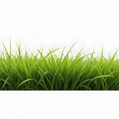 Wall Mural - A lush green grass field with blades of grass in the foreground