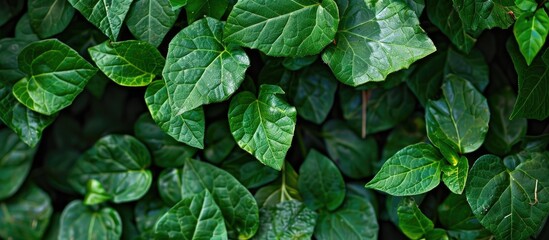 Leafs Bush Green Closeup Garden Park