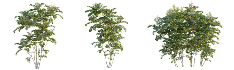 Aralia spinosa tree 4k png cutout isolate transaprent background