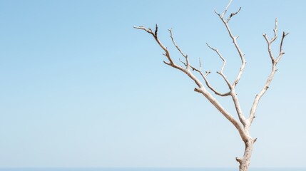 Wall Mural - Bare tree branches against a clear blue sky