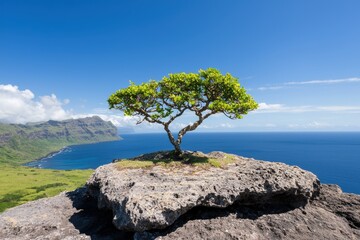 Canvas Print - Lone tree on rocky cliff overlooking ocean