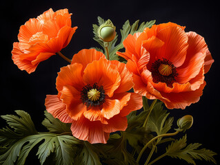 Sticker - Superb Flower poppy flowering on background poppies flowers