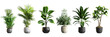 © SH Design - A row of potted plants with different sizes and shapes