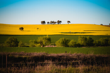 The photo was taken of scenery along the way to Harden town, featuring fields of rapeseed flowers