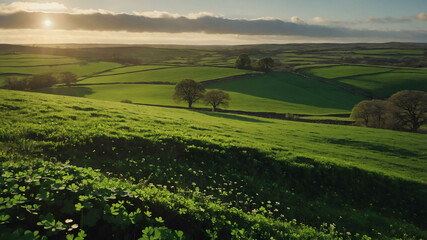 Wall Mural - saint patricks day green field and clover leaves background