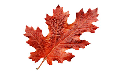 A vibrant red leaf showcasing the beauty of autumn, perfect for seasonal themes and nature-inspired projects cut out isolated transparent PNG