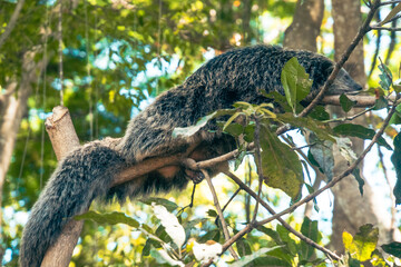 Binturong (Arctictis binturong) resting in Bali zoo, Indonesia