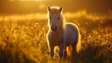 Fjord pony in golden sunset