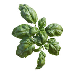 Fresh Green Basil Leaves