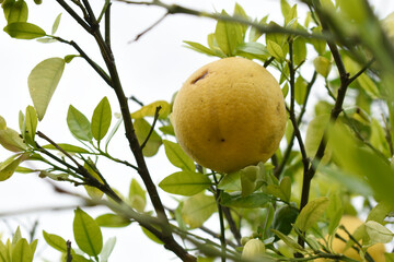 ripe oranges on tree, close-up of a beautiful orange tree with orange, fruit hanging on a tree, Close-up of ripe oranges hanging on a tree in an orange plantation garden, Chakwal, Punjab, Pakistan