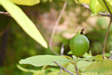 Guava fruit - Fresh guava fruit on a tree ready for harvest, close up guava fruit