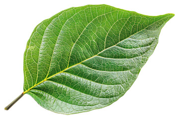 Green leaf nature plant element