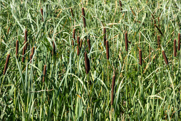 A field of tall grass with many brown reeds