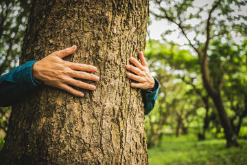 Wall Mural - Forest conservationist gentle hugs tree in sunny park, deep care and respect for nature. Their hands embrace the trunk, reflecting commitment to environmental protection and sustainable ecosystems.