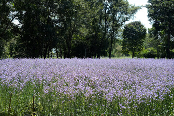 landscape Blooming purple Murdannia Giganteum flower agriculture in meadow field with natural sunlight of garden. Copy Space