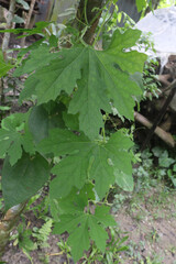 Bitter melon plant on farm