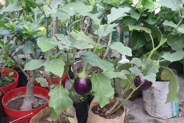 Brinjal plants in the farm for harvesting