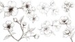 © BlockBrushstrokes - Floral Line Art Set with Sakura Flower Outlines and Hand Painted Doodle Designs Ideal for wedding invitations bridal showers and floral greeting cards Black and white stencil flowers featured
