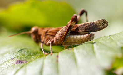 Grasshopper green vegetation in nature. Macro