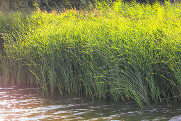 Green reeds grow on the river in summer