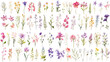 © Adisakdi - Set of watercolor wildflowers painting isolated on clear png background and transparent background. Fresh and nature concept for nature decorative and flower element, AI generative.