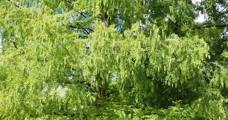 Poster - Metasequoia glyptostroboides | Sapin d'eau - Séquoia de Chine - Métasequoia du Sechuan. Branches étalées portant des cônes males en panicules au bout de rameaux courbés

