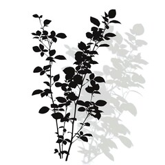 Poster - silhouette bush with leaves and shadow on white background 