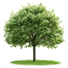 Poster - Lush Green Tree in Full Bloom on white background 