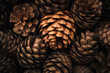 © felix_brönnimann - Tannenzapfen Vielfalt