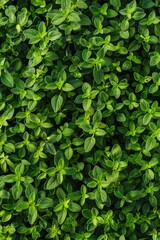 Wall Mural - Thyme texture background, thymus leaf banner, Thymus vulgaris pattern, fresh herbal leaves banner